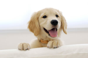 Golden Retriever Puppy462702373